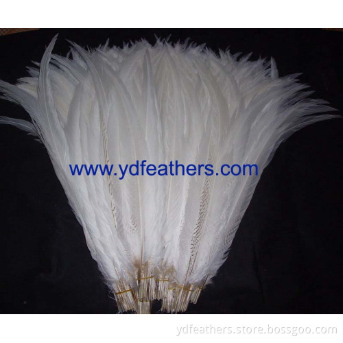 silver pheasant tail